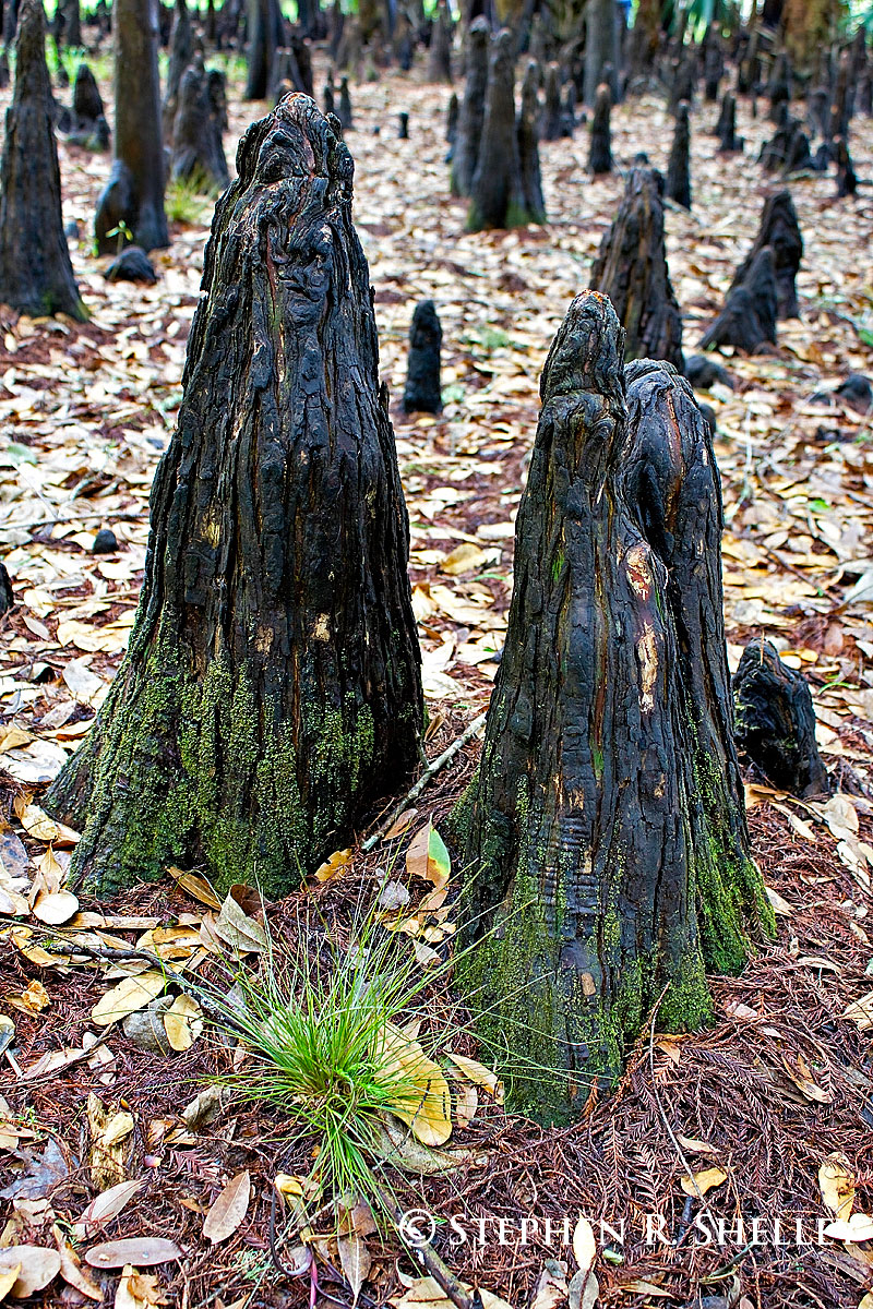 Fisheating Creek Cypress Knees